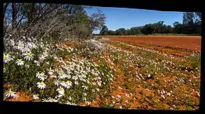 Blumen an der Bennets Road im Gundbooka-Nationalpark
