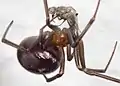 Weibchen mit erbeuteter Fliege