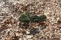 Die Steinkiste am Waldkater