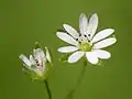 Stellaria neglecta (Blüte)