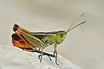 Heidegrashüpfer