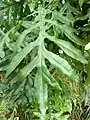 Junges Blatt des Feuerradbaumes