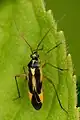 Stenotus binotatus