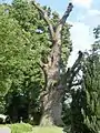 Ausgeastete Friedhofseiche