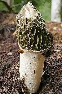 Derselbe Pilz nicht mit Insekten bedeckt.