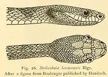 Stoliczkaia borneensis