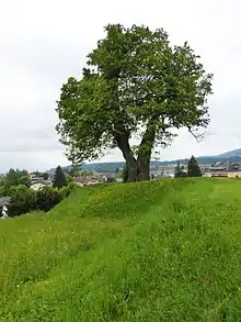 Linden auf der Schanze Straßwalchen