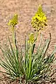 Bulbine narcissifolia
