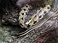 Unterart Elaphe taeniurus friesei im Zoo Dresden