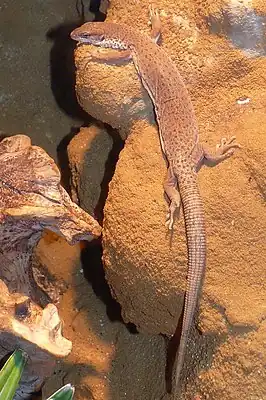 Streifenschwanzwaran (Varanus caudolineatus)