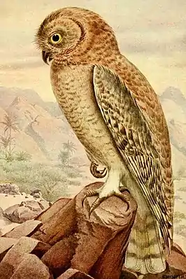 Omankauz (Strix butleri)
