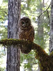 Fleckenkauz (Strix occidentalis)