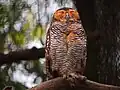 Pagodenkauz (Strix seloputo)