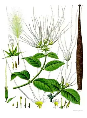 Samen von Strophanthus hispidus mit Samenhaaren, Haarkrone auf einem „Träger“, Granne; Nr. 10a (links oben)