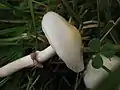 Hyalinweißer Träuschling Stropharia albonitens