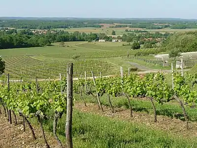 Weinbaugebiet auf den Südwestabhängen bei Saint-Sornin