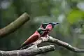 Karminspint