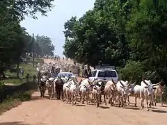 Rinder in Juba/Südsudan