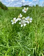 Sumpf-Schafgarbe (Achillea ptarmica)