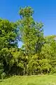 Echte Sumpfzypresse Taxodium distichum