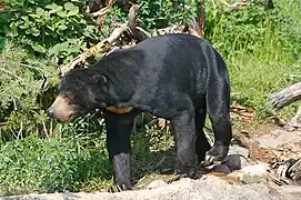 Malaienbär