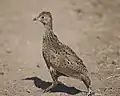 Jungvogel in Sambia