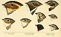 Abbildung 9 Passerculus caboti