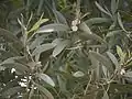 Phyllodien