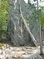 Alter toter Baum am Seeufer