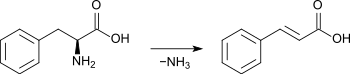 Biosynthese von Zimtsäure durch Desaminierung von L-Phenylalanin