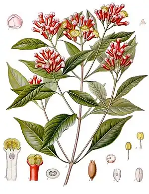 Gewürznelke(Syzygium aromaticum)