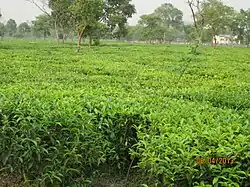 Teeplantage bei Bagdogra