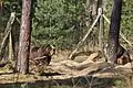 Braunbär