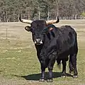 Heckrind