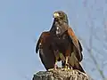 Wüstenbussard bei der Flugvorführung