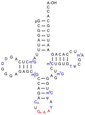 Eine tRNAPhe aus S.&nbsp;cerevisiae