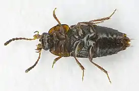 Abb. 1: Unterseite ♂