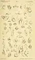 Taczanowskia striata Figur 3