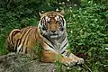 Tiger (Panthera tigris)