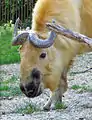 Sichuan-Takin