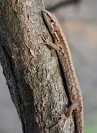 Takydromus amurensis