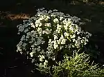 Mutterkraut