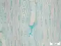 Mikroskopierter Tangentialschnitt von Dalbergia cearensis (100 nm)