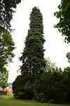 Tanne im Schlosspark