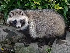 Marderhund (Nyctereutes procyonoides)