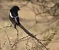 Elsterwürger (Lanius melanoleucus)