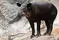 Mittelamerikanischer Tapir