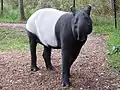 Schabrackentapir (Tapirus indicus)