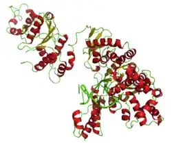 Taq-Polymerase I