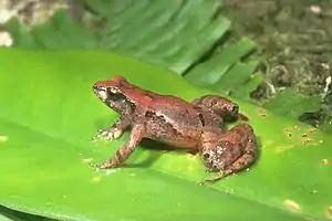 Taudactylus liemi